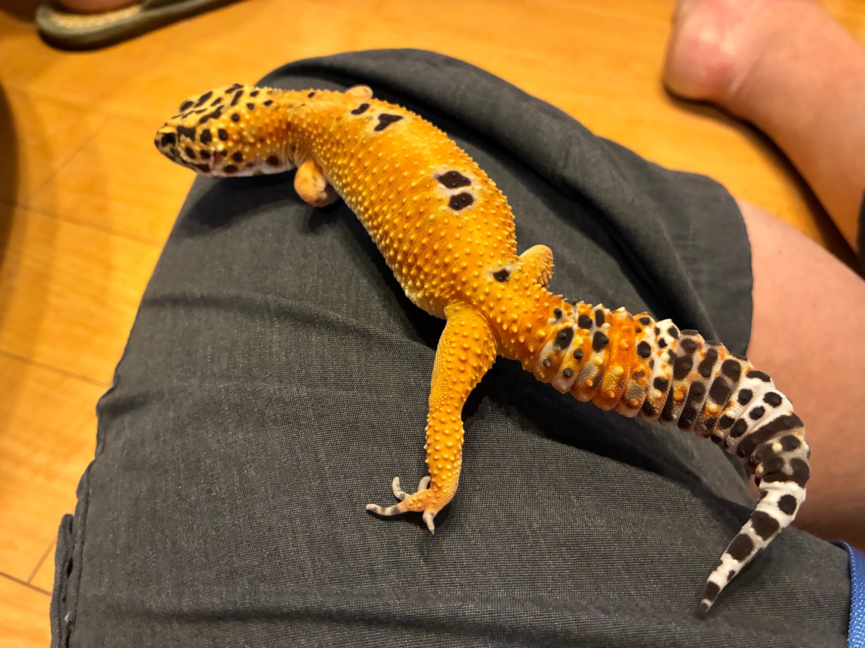 ニシアフ（トカゲ）を飼い始めました