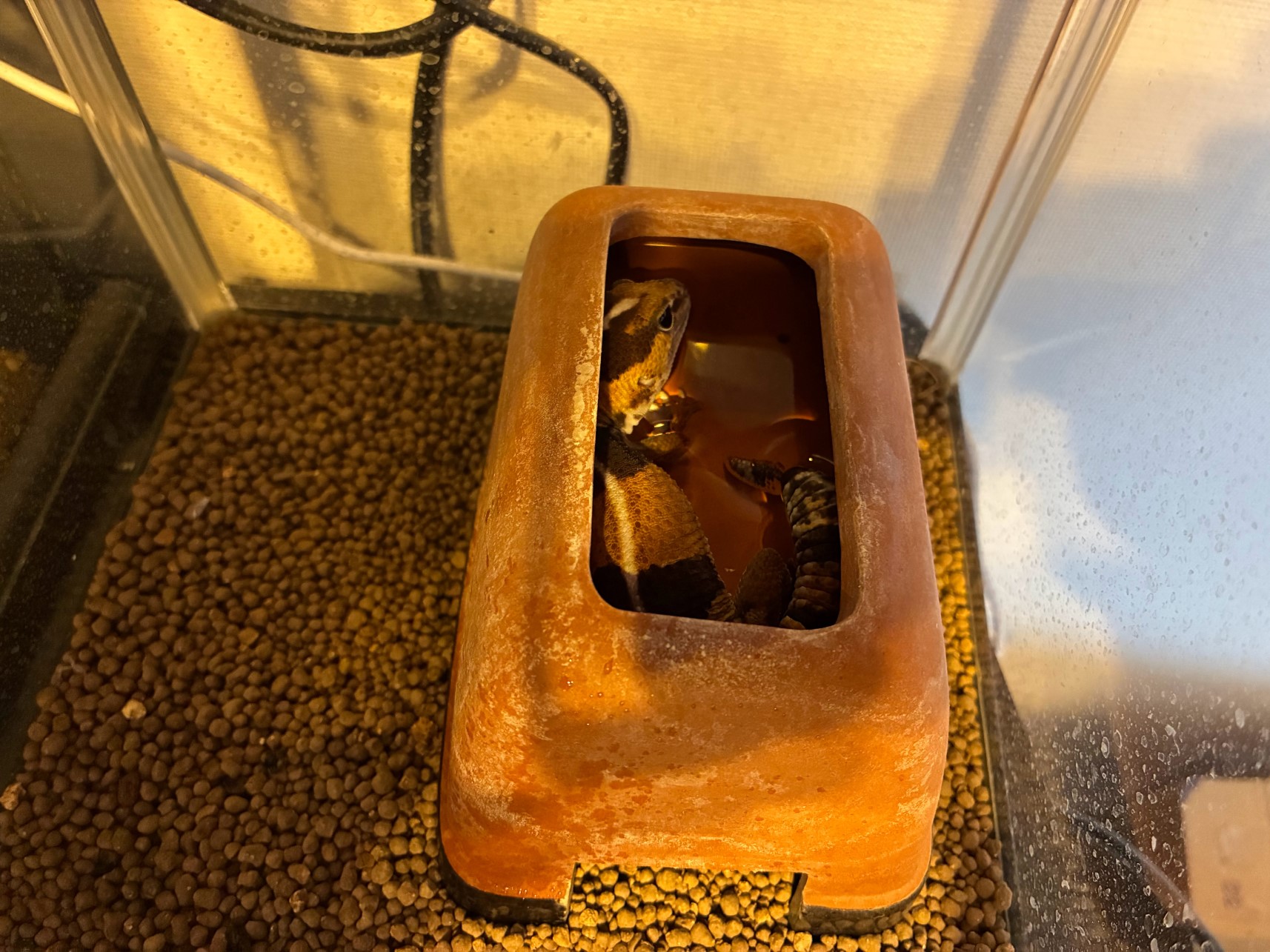 おもちはウェットシェルターが好き