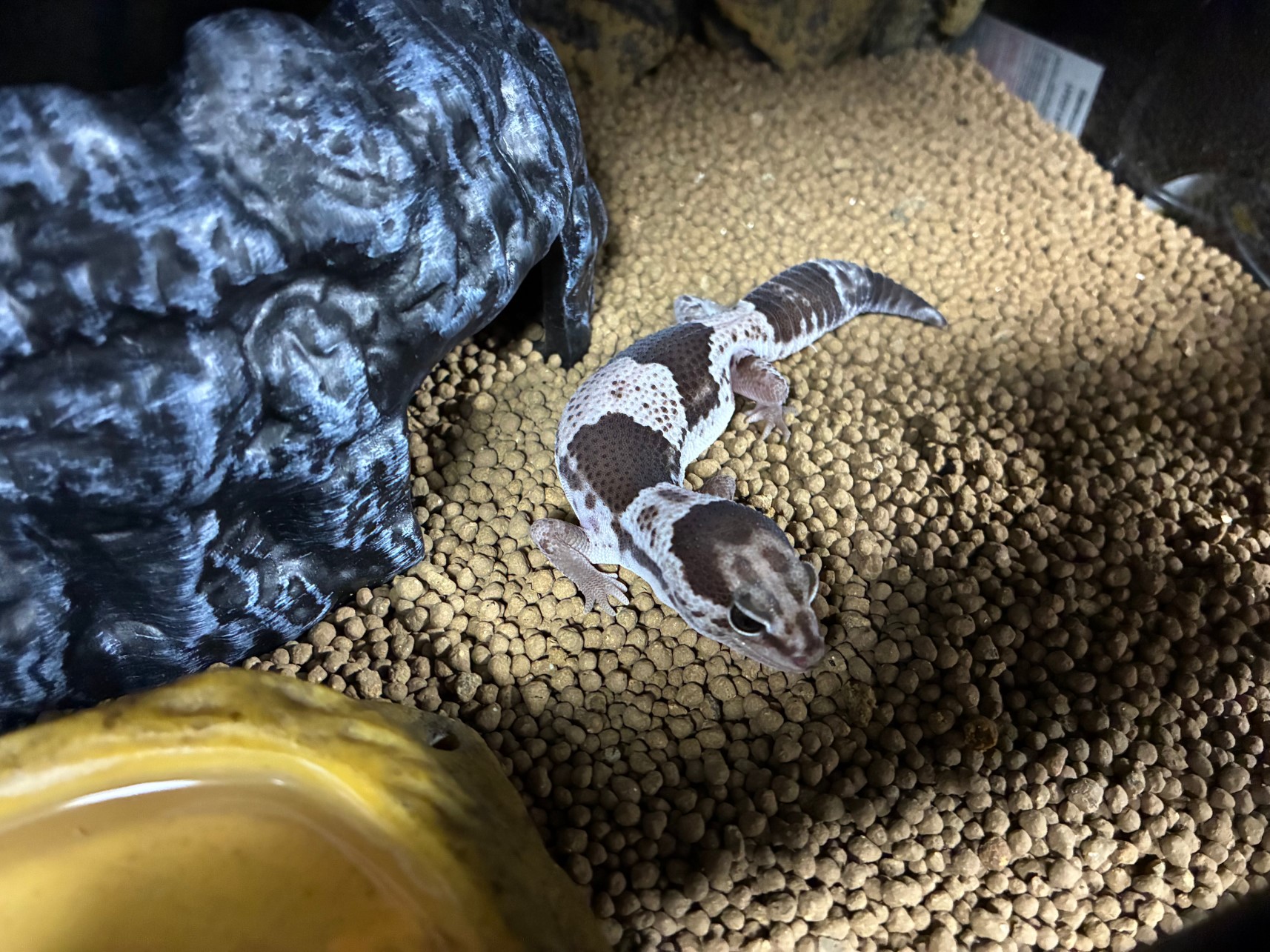 ニシアフ（トカゲ）を飼い始めました