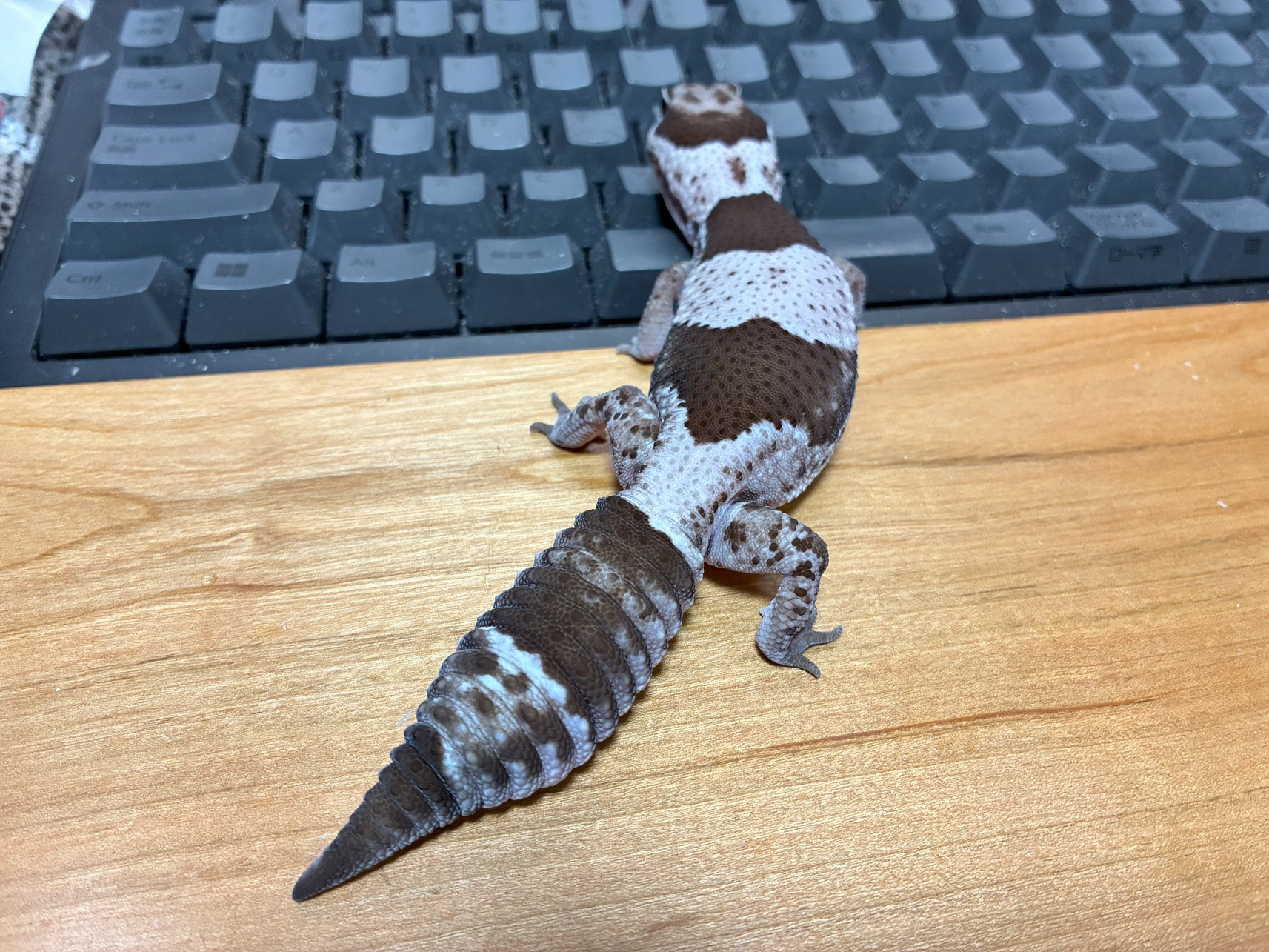 うまき、めちゃくちゃ大きくなりました