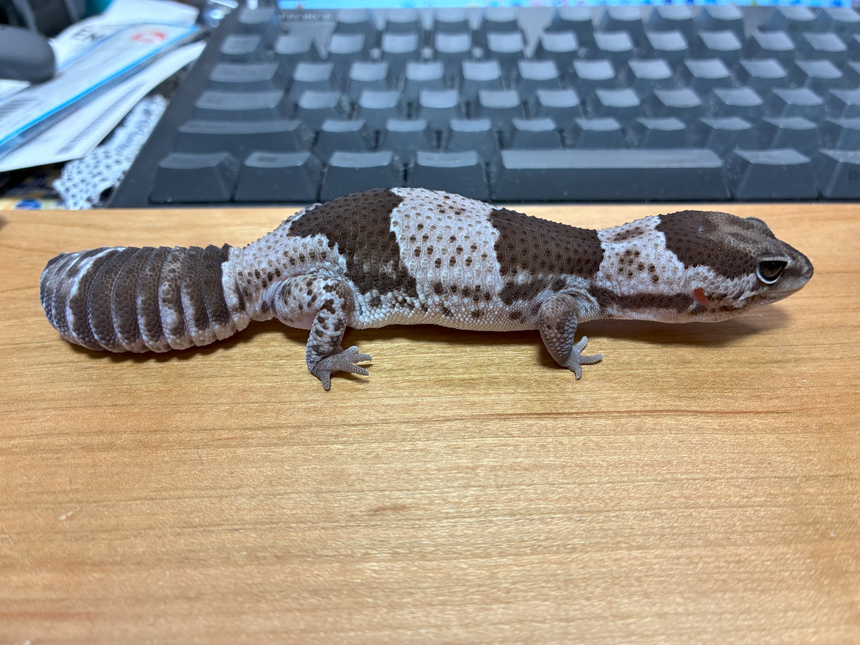 うまき、めちゃくちゃ大きくなりました