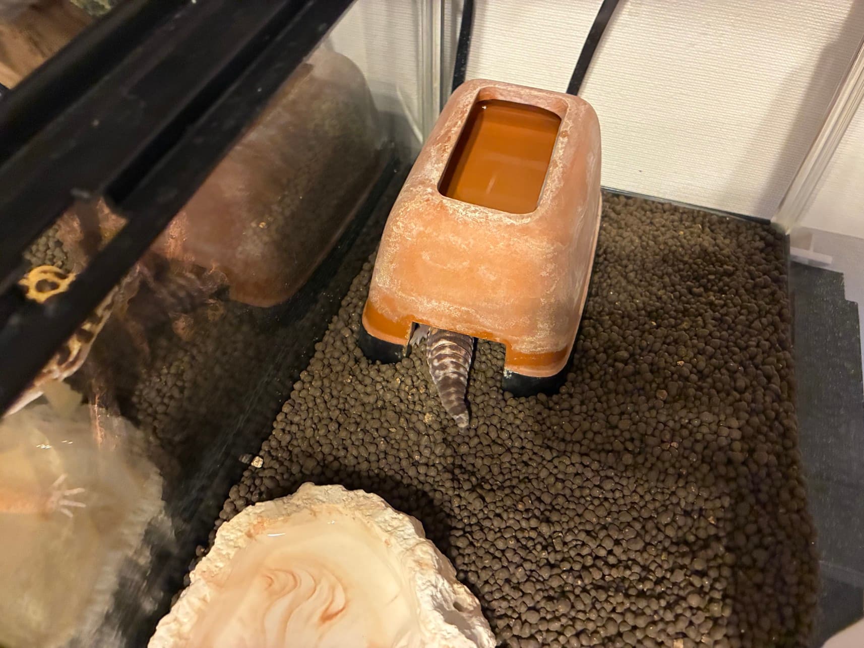 いのちとおもちのケージメンテナンスをしました