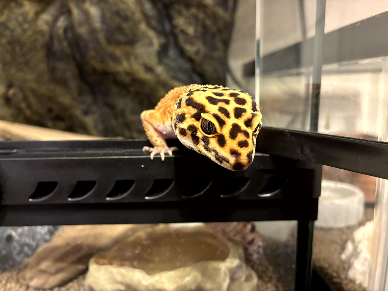 我が家のトカゲたち
