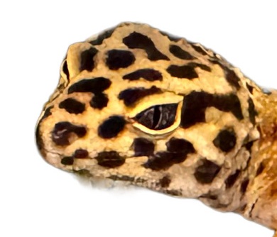 我が家のトカゲたち