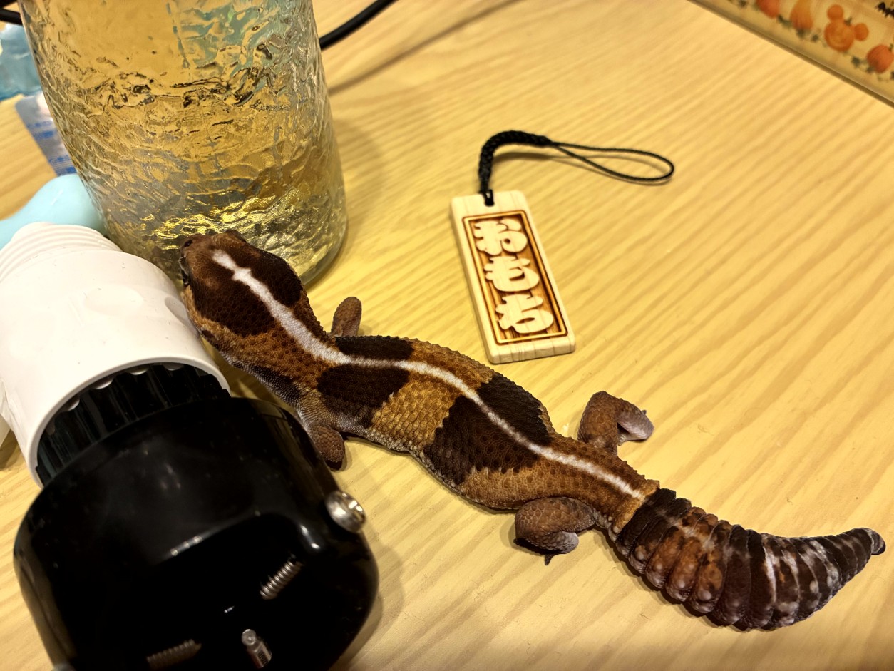 我が家のトカゲたち