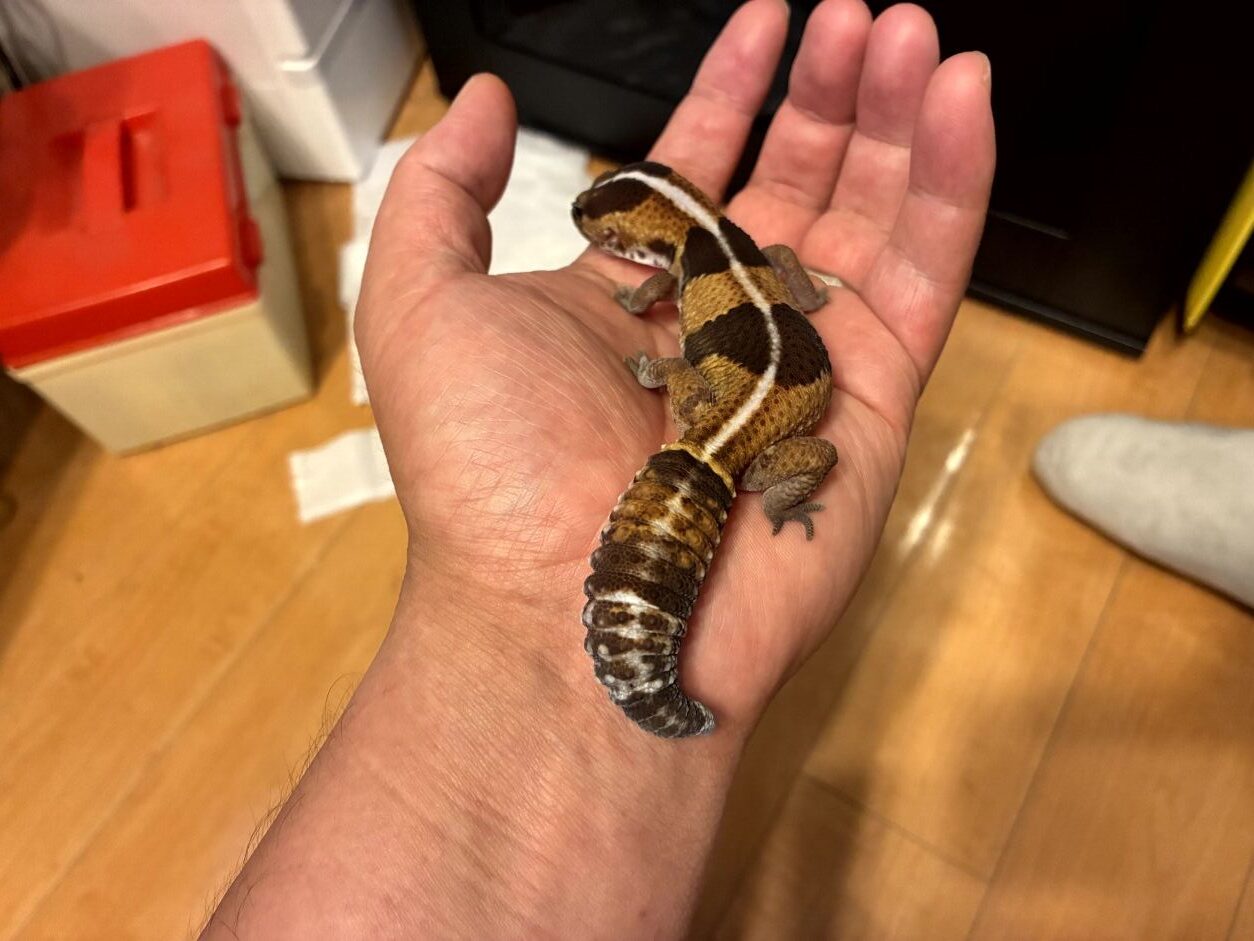 我が家のトカゲたち