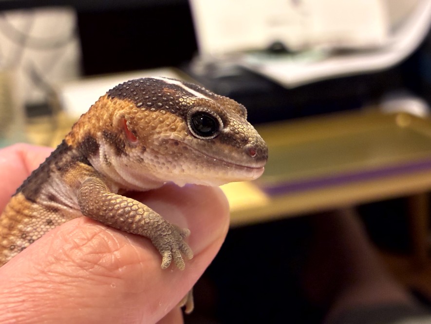 我が家のトカゲたち