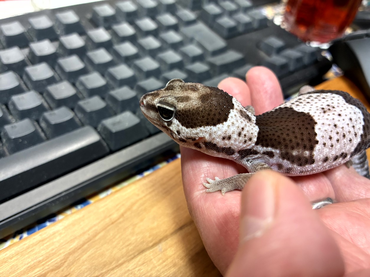我が家のトカゲたち