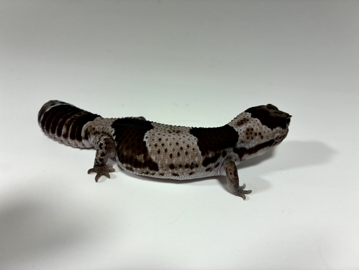我が家のトカゲたち