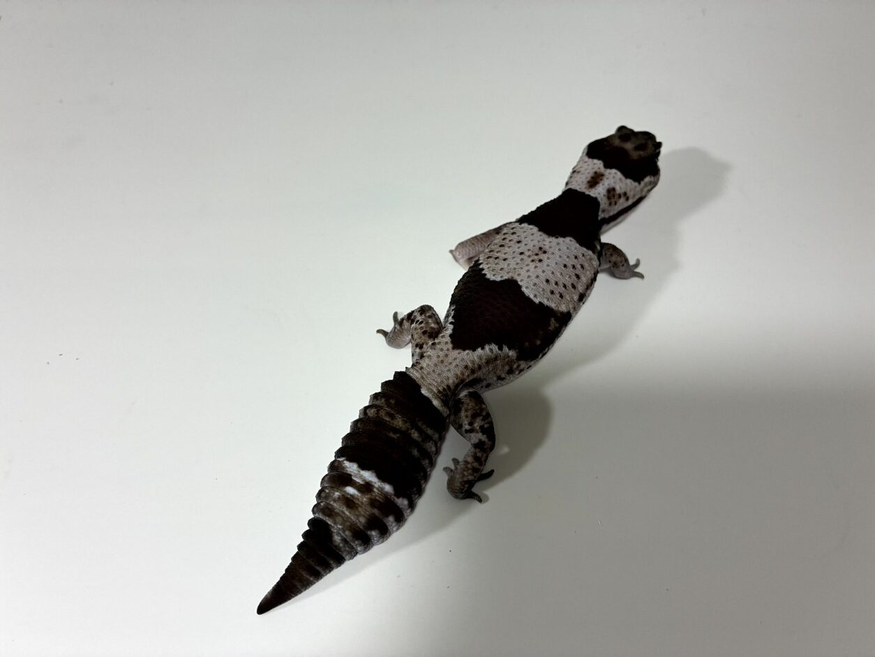 我が家のトカゲたち